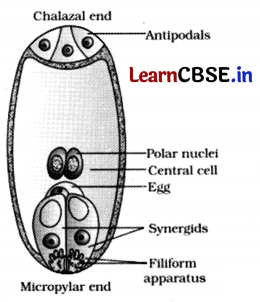 CBSE Class 12 Biology Question Paper (Delhi 2014) with Solutions 8
