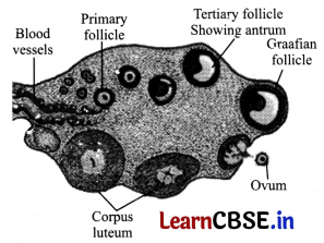 CBSE Class 12 Biology Question Paper (Delhi 2014) with Solutions 9