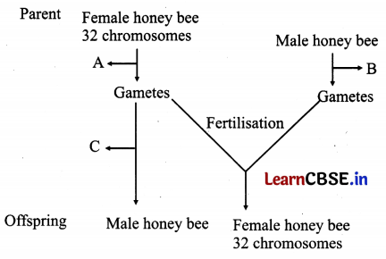 CBSE Class 12 Biology Question Paper (Outside Delhi 2020) with Solutions 5